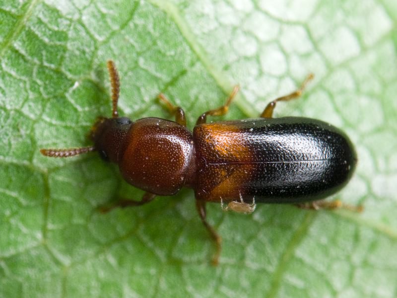 Corticeus bicolor (Olivier, 1790)